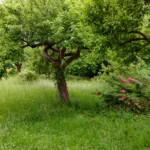 Naturnaher Garten Naturnaher Garten